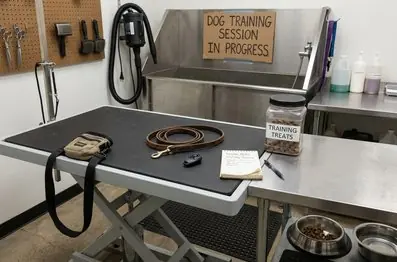 Obedience training leash walking analysis